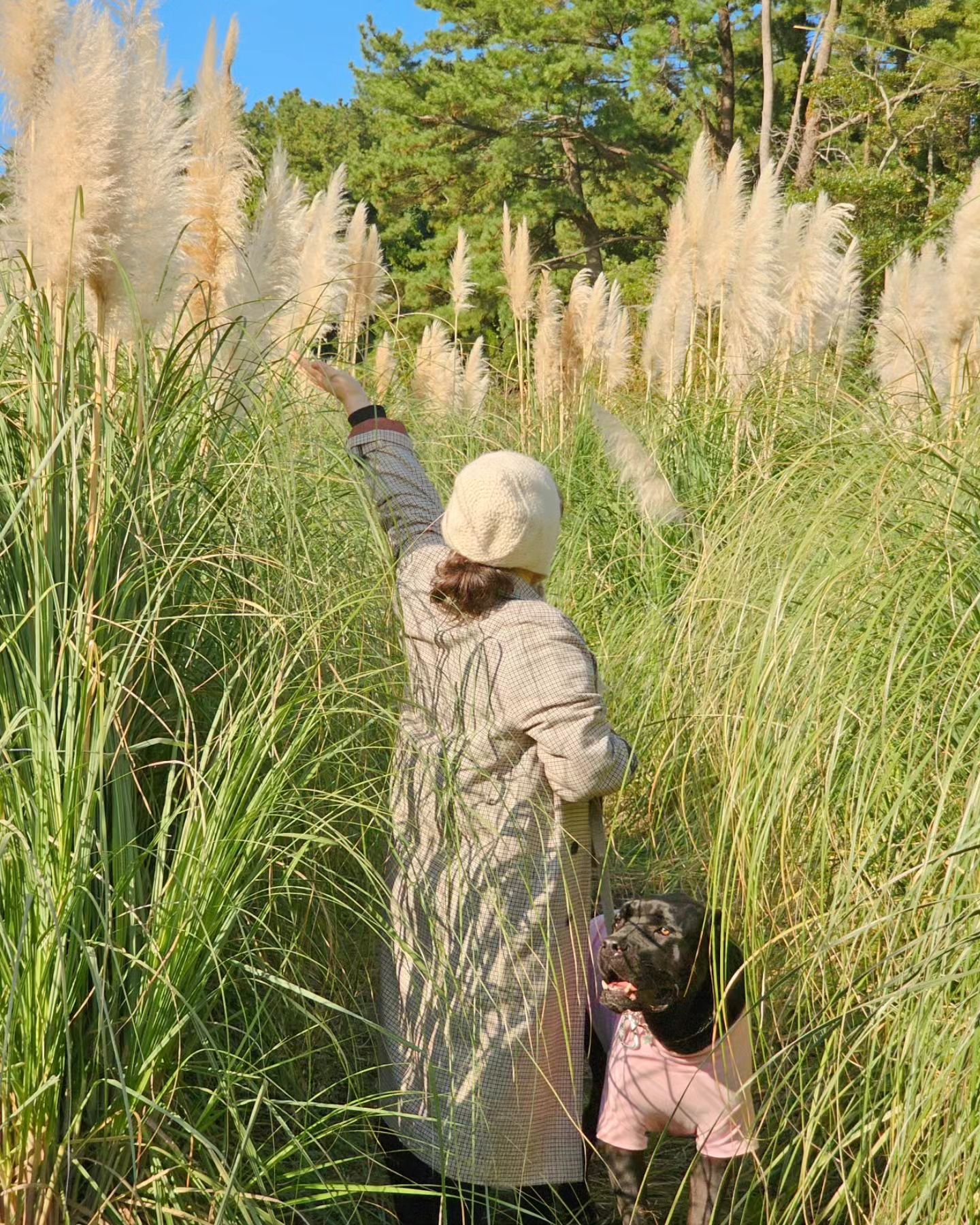 반려견과 함께 팜파스&핑크뮬리 보고오기🩷

📍#현애원
제주 서귀포시 성산읍 산성효자로114번길 131-1 현애원
🚗 전용주차장 있음
🕑 10:00-18:00

▪️현애원 입구 혹은 바로 옆 이스틀리카페에서 입장권을 구매할 수 있어요
- 현애원 입장권이 있으면 이스틀리카페 10% 할인이 돼요.
- 이스틀리카페도 반려견 동반으로 대형견도 가능해요(리드줄 필수)
▪️팜파스동산, 핑크뮬리동산 말고도 다양한 식물 컨셉의 길이 있어요
- 수국동산, 동백길, 야자수길, 온실정원 등

▪️다른 제주 핑크뮬리 명소보다는 사람이 적은 편이라 반려견과 함께 하기에는 아주 좋아요👍🏻

#제주여행 #제주반려견동반 #제주도민