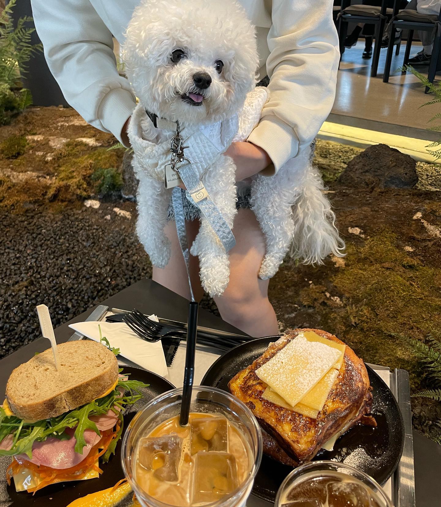대구에서 엄마랑 이모따라
다녀온 애견동반카페🐶🧡
.
.
.
✔️브런치 메뉴 다 맛있어요
✔️커피가 고소하고 너티해요
✔️식물원이나 동물원에 온 느낌이 나는 밀림카페🍃
.
.
#대구애견동반카페 #앞산애견동반카페 #대구앞산애견동반카페 #애견용품 #반려견간식 #반려견용품 #대구애견동반 #대구밀림 #대구밀림카페 #대구에견동반여행 #달서구애견동반카페