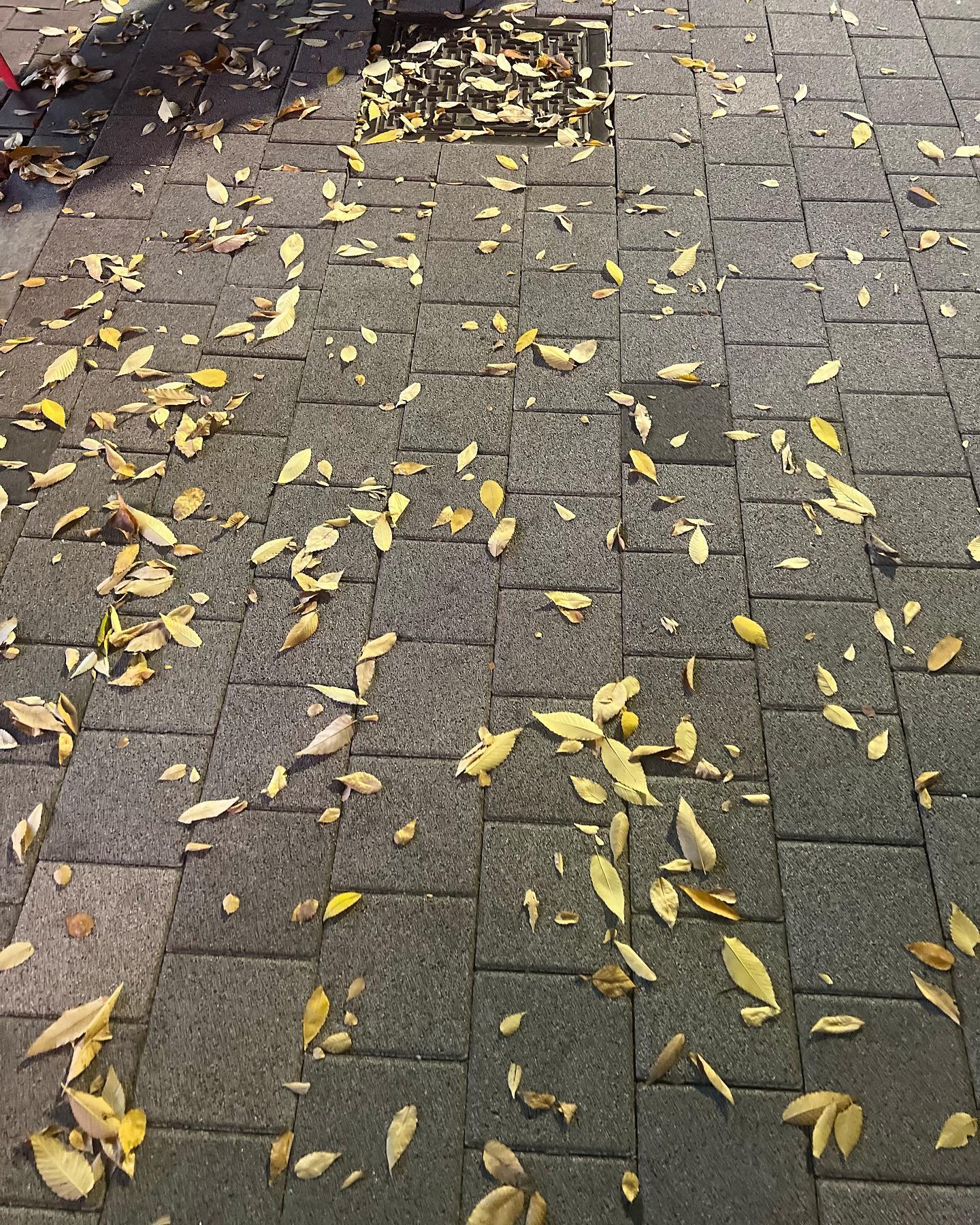 #가을낙옆🍁🍁