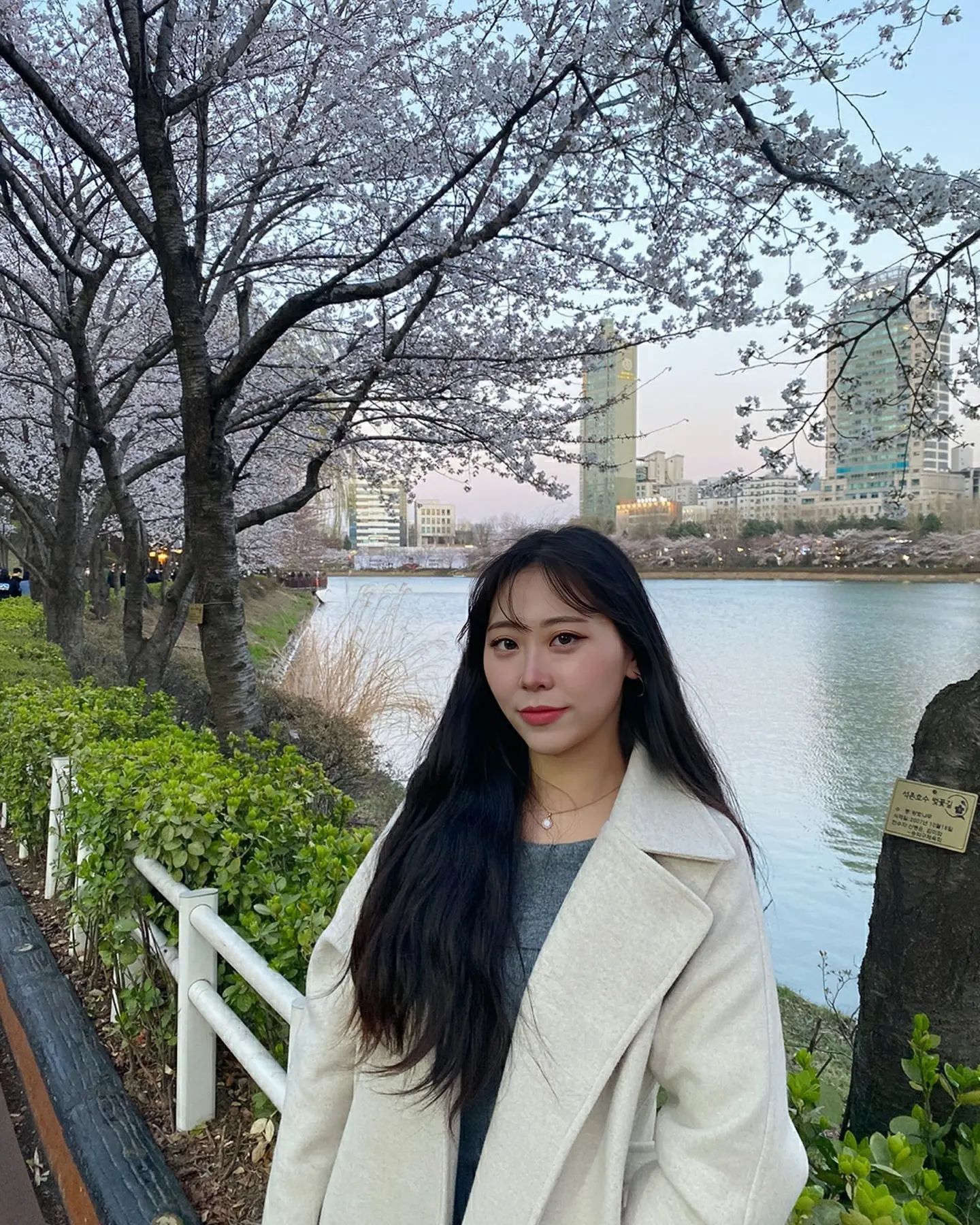 한번 보고 끝난 벚꽃..😢