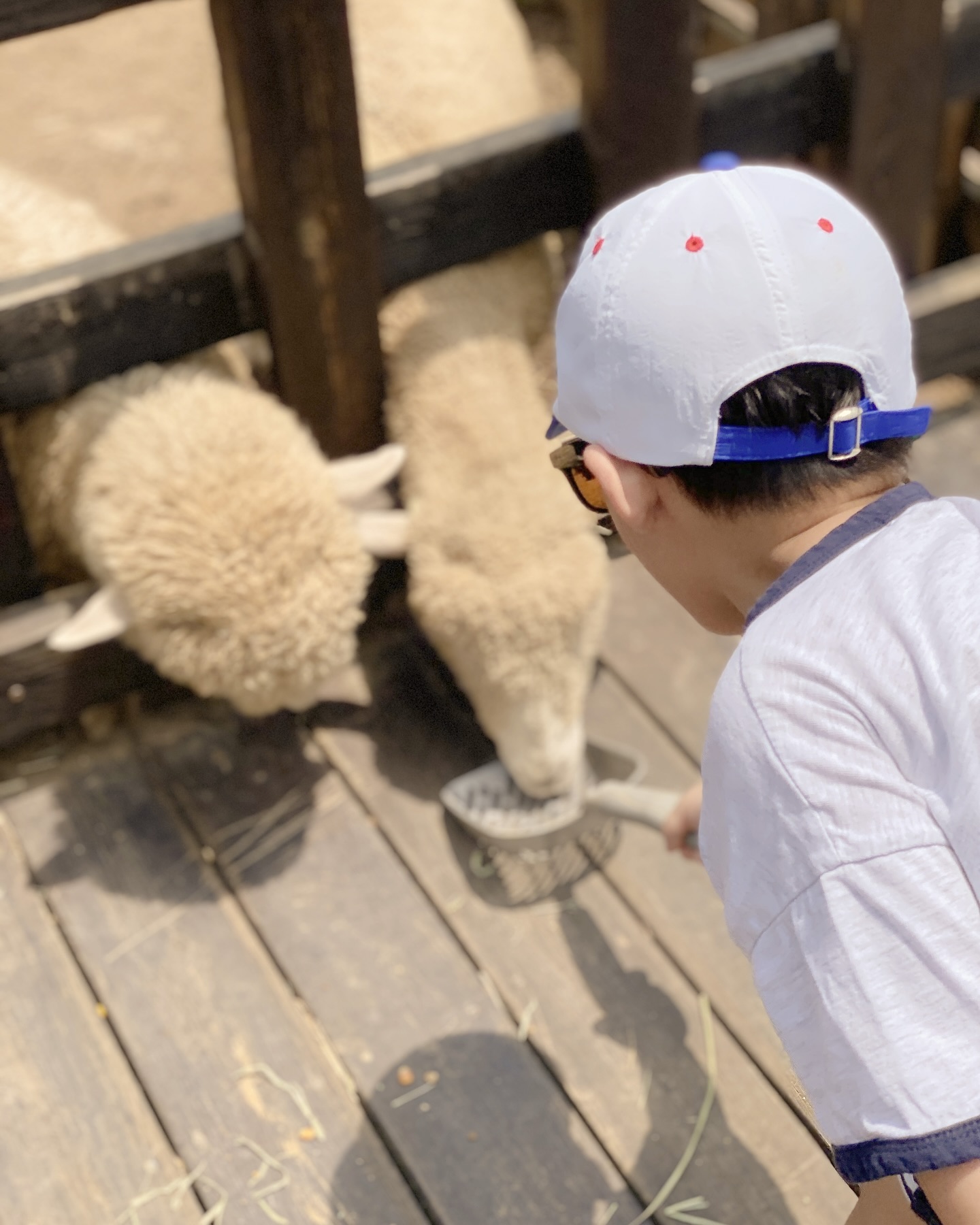 매일이 즐거운 우리 로우니🧸
얼집 2개월차 적응잘하는 중

#켄싱턴리조트 키캉스하기 좋은곳
키즈체크인,키즈카페,키즈룸,동물먹이주기체험,글램핑 등등

#38개월 #38개월아기 #키캉스 #켄싱턴호텔 #켄싱턴호텔평창 #평창 #육아#육아일상 #육아정보