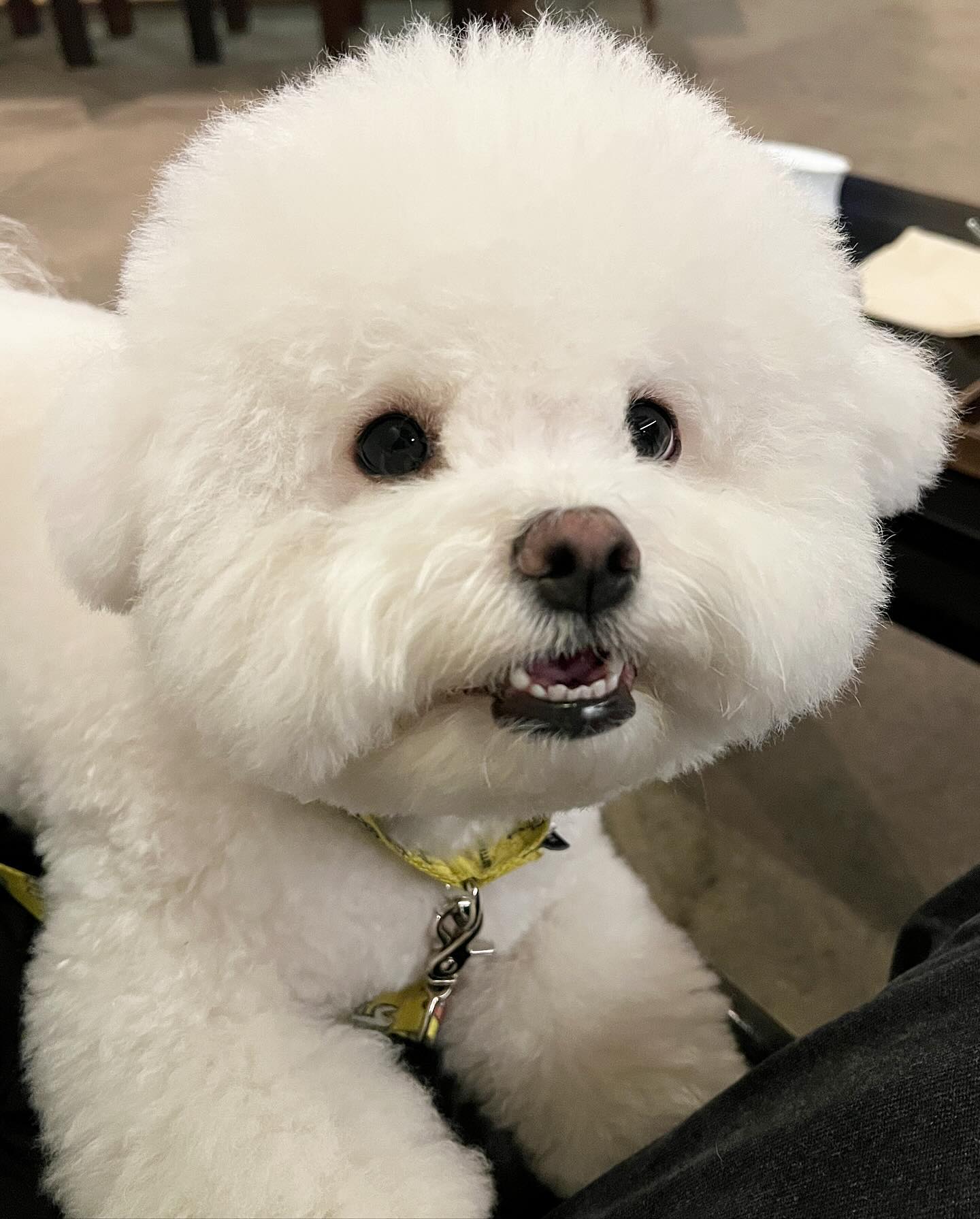 다들 예뿌다해서 기분 조은날☺️ 쿼카 같기도 하고🤔