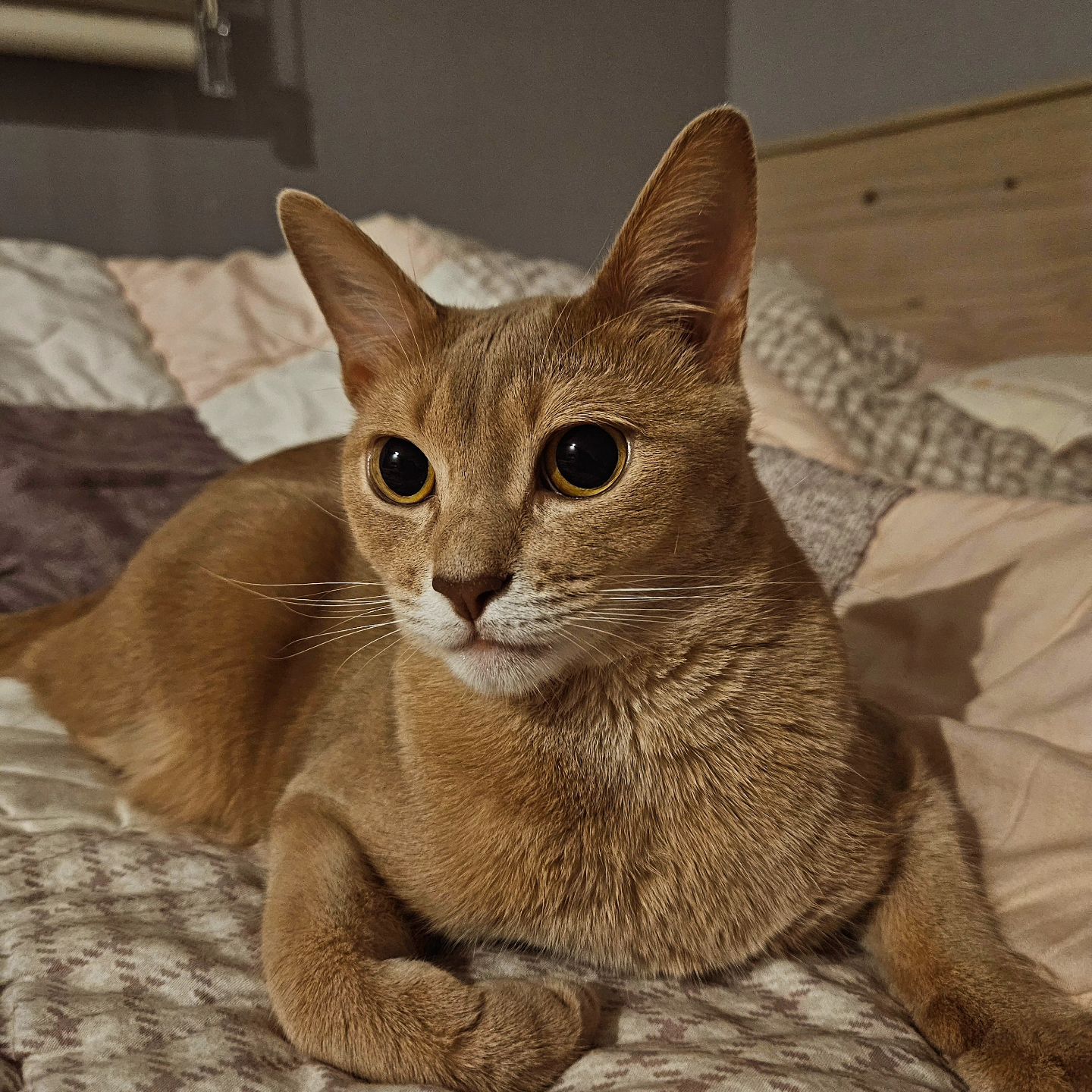 ⠀
⠀
아리달이 소식 궁금해하실까 오랜만에 끄적여 봅니다
아리쏭달쏭이는 잘 지내고 있어요!
아리는 살이 찐 것 같아 간식을 안주고 있는데, 안준다고 행패 부리네요🤣 달이는 감정기복이 심해서 기분이 안좋을때 가까이가면 하악질을 해요 안그런날은 또 괜찮구요ㅎ 이직에 집계약에 정신없이 시간이 훅훅 지나가네요ㅜㅜ그리고 혼인신고도 했답니다 아직 식전이지만, 그냥 빨리 해버렸어요ㅎㅎ
이제 완전한 유부녀네요......😂
드레스피팅에, 상견례도 해야되고, 이사도 가야하고......
아직 해야될게 이것말고도 너무 많네요
이번 달도 바쁠 예정입니다 요즘 너무 피곤해 씻고 바로 쓰러진답니다
이사하고 나면 괜찮아질까요?ㅜㅜ
결혼식을 해야 끝나는걸까요?ㅜㅜ
결혼이 원래 이런건가요?ㅜㅜ
.
#냥팔맞팔 #반려묘 #좋반 #반려묘일상 #집사소통 #냥팔하자 #개냥이 #선팔 #냥스타그램 #집사의하루 #좋아요 #댓글 #냥소통 #쏭아리 #쏭달 #멍냥이 #사랑해 #애묘인 #abyssinian #catstagram #집사맞팔 #집냥이 #아비시니안 #선팔하면맞팔가요 #캣스타 #냥스타  #코리아숏헤어 #koreashothair #오랜만에 #게시물올리기