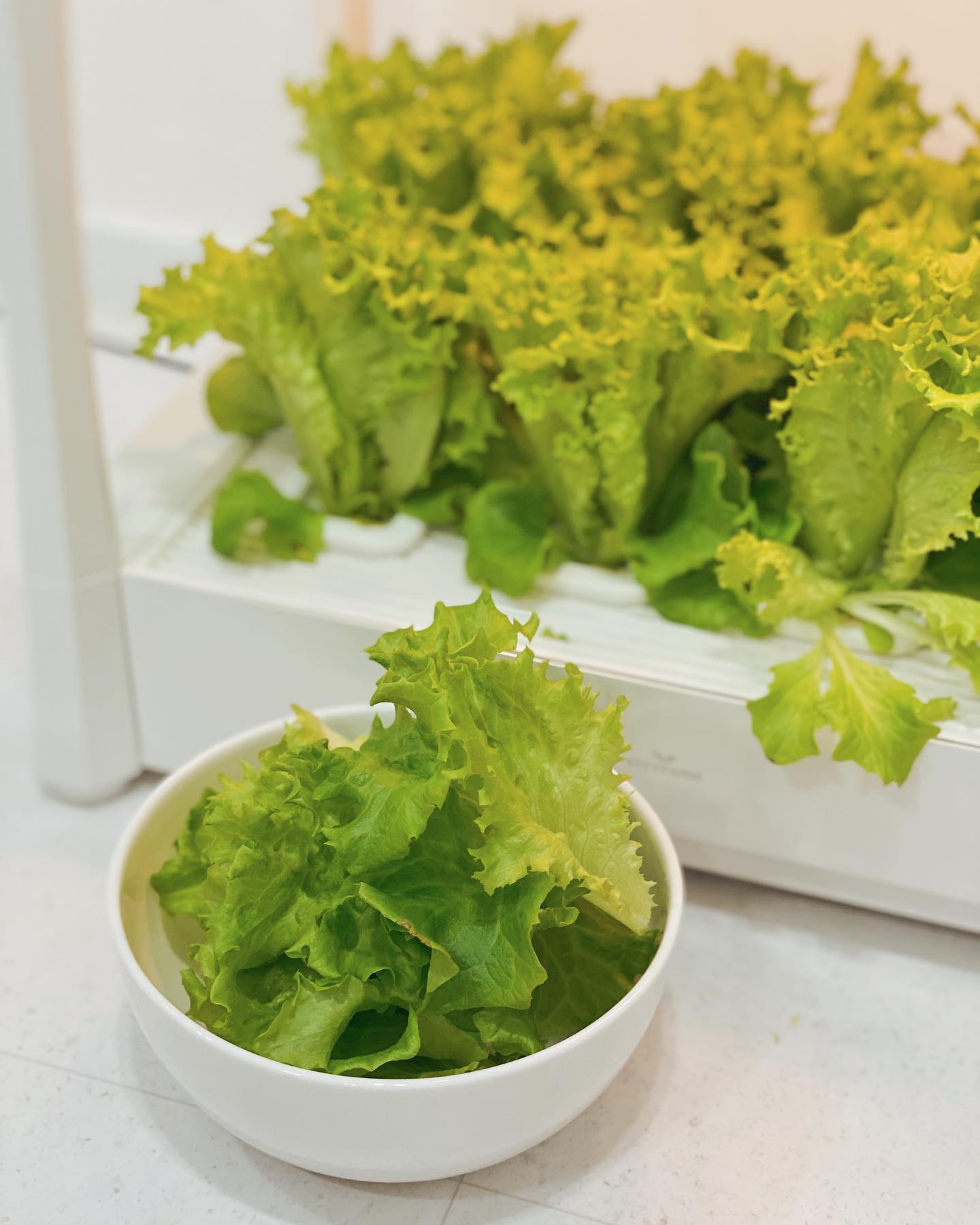 #협찬 정말 쉼 없이 자라준 유럽종 상추 🥬 롤로 바티머, 구불구불한 입모양 덕분에 풍성한 비주얼과 식감을 준 식물, 내가 키워서 더욱 맛있는 요리가 완성된 것 같다 ㅎㅎ 삼겹살 쌈싸먹고 오일파스타도 만들어 먹었다 향긋함,, 정말 신선 그잡채 👏🏻 그동안 세 번의 수확, 63일차인 지금도 자라는 중이지만 영양분이 많이 빠져서 🥲 다른 식물로 교체해 봐야겠다!

#시티팜 에는 현재 28가지 종류(바질, 딜, 페퍼민트 등)가 등록되어 있어 고심하고 골라야 할 듯 🧐

기기는 저녁에 자동으로 무드등 기능으로 on되어 따스한 조명으로 은은하게 밤을 밝혀주는 것도 참 좋았당 💡

📍 cityfarm.garden