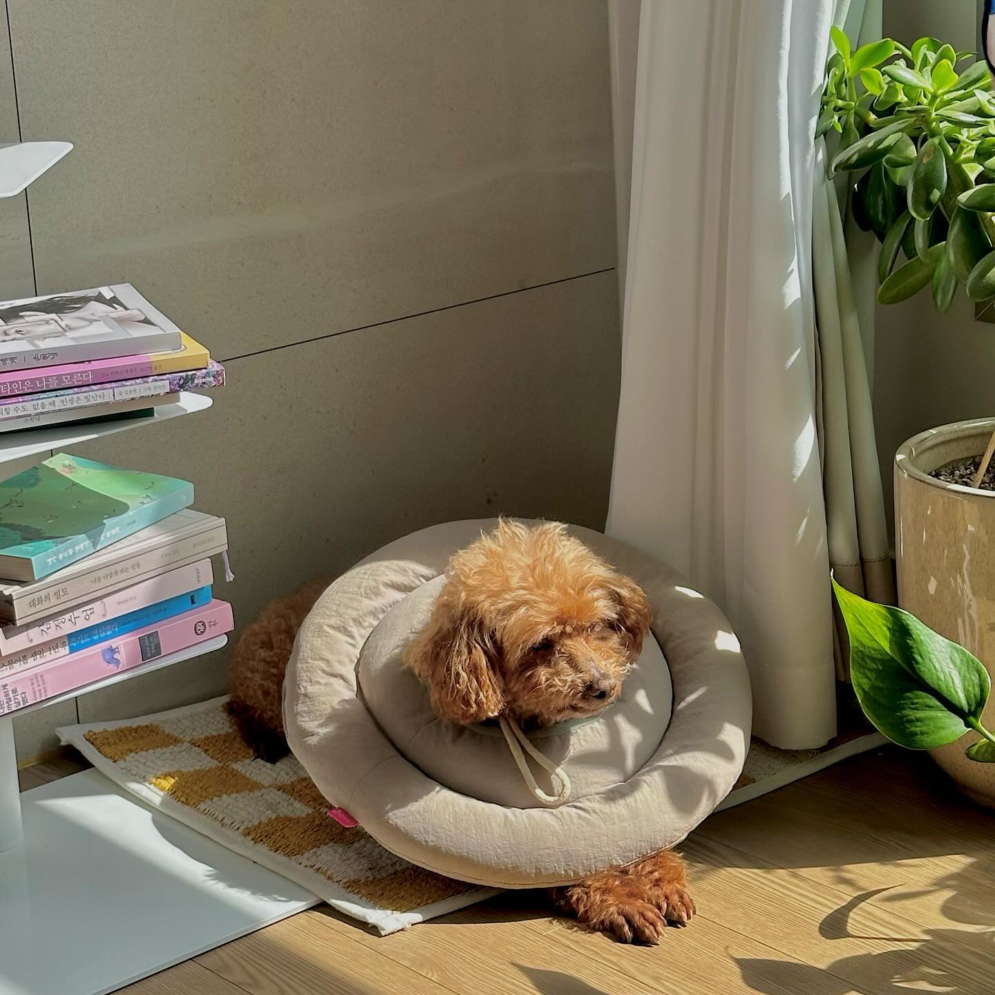 햇빛 잘들고 푹신한곳은 귀신같이 찾아눕는 할아방구🫶

귀엽다 진짜루...🧡