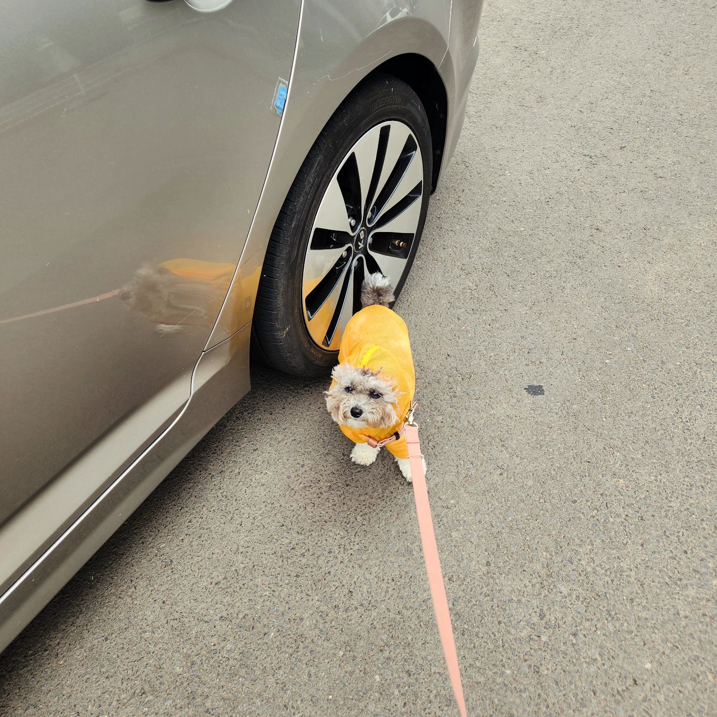 언니 오늘 발목아파서 안나간다면서~ 아픈데 왜 나왔어
들어가자ㅜㅜ  나도 오늘 산책 별로임. 날씨도 별로고(넌 맨날 별로래매.....

  #강아지 #멍스타그램 #반려견 #dog #일상 #개스타그램 #댕댕이 #puppy #dogstagram #멍멍이 #펫스타그램 #daily #pet #소통 #견스타그램 #데일리 #강아지그램 #독스타그램 #맞팔 #instadog #petstagram #푸들 #개 #좋아요 #선팔 #애견 #강아지스타그램 #파티푸들 #실버푸들 #앤크