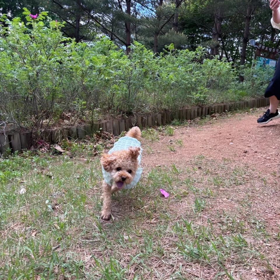 #개만족 #거진산책 #반려견산책길 #거진명태비 #해파랑길
#산림욕 #고성사랑♡

길고긴 연휴 마지막날 집안일좀 하고 나간 산책길
처음 가는길에 연신 신남이 얼굴에 묻어나고
날씨 많이 더워지는데 흙길에 그늘도  많은 완벽한코스~

신랑이 어릴적 다니던 산길을 가보자고 나간 해파랑길
바다도 보이고 산에 조형물도 너무 잘해놨고
사람도 별로 안다니니 구일이 산책에 완벽한 코스다

꽃도피고 바람은 살랑이고 너무너무 좋은날

하루 자알 보냈다^^