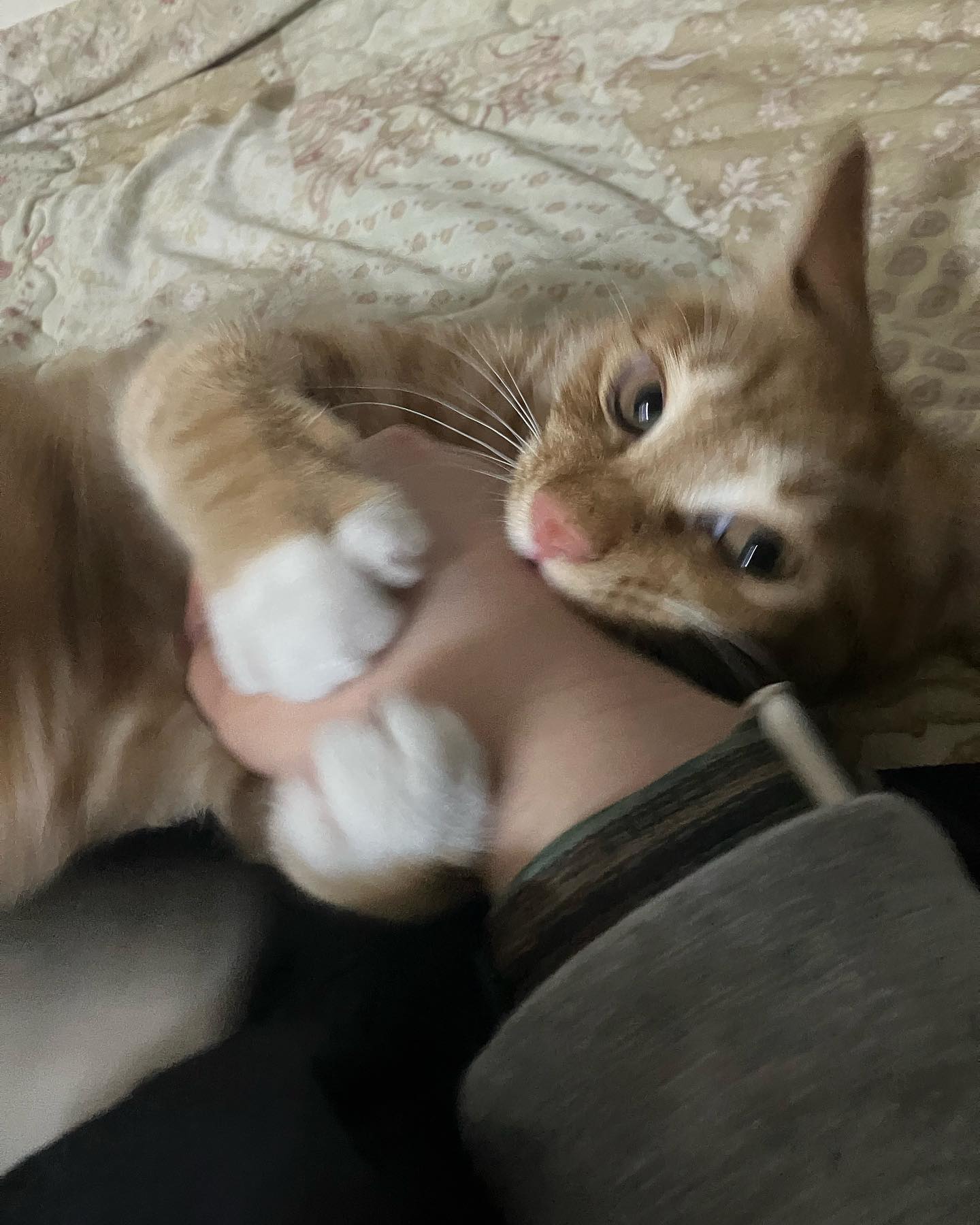 고양이 키우기 절망편