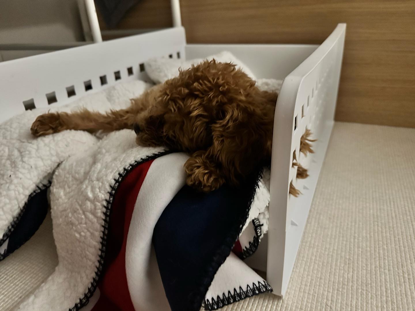 장난감도 많은데 왜 하나만 가지고 노니
후치 자는데 깨우기 리치야 앞은 보이니..
.
.
#후치 #후치일상 #후치리치 #리치일상 #후리치 #반려견 #반려견일상 #반려견소통 #반려견일상 #반려견사랑 #미니비숑 #미니비숑그램 #토이푸들 #토이푸들그램 #푸들그램 #비숑그램 #예딩딩 #예지일기 #예지스타그램 #끝