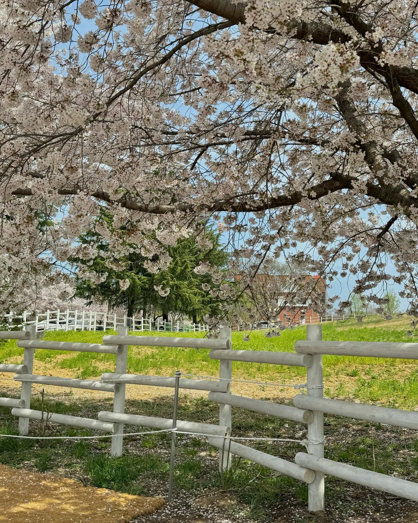 네버엔딩 .. 🌸🍥🌸🍥