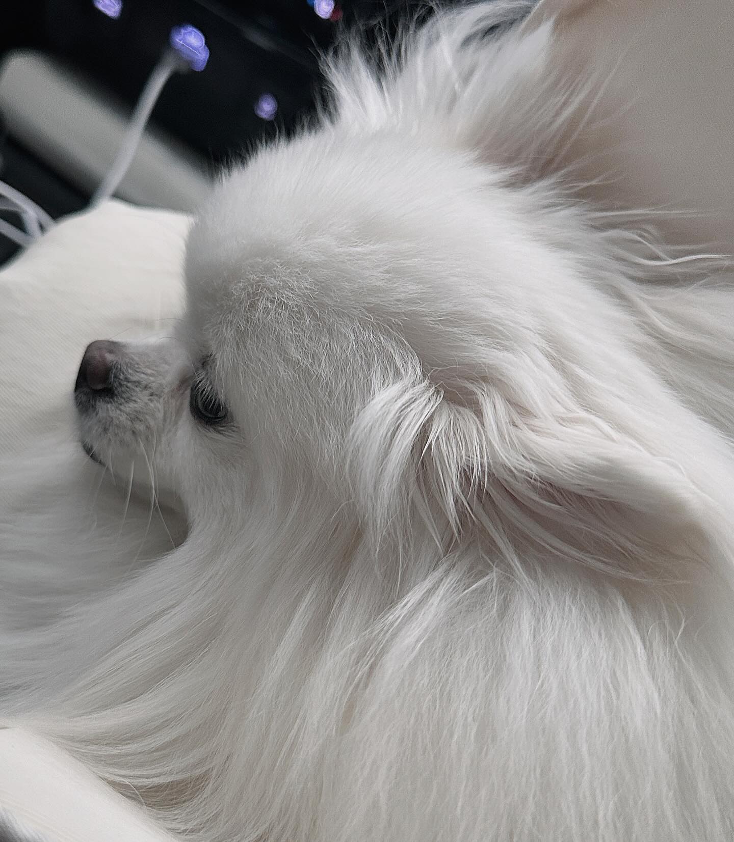 브리 모음집🐶🤍
#국제강아지의날
