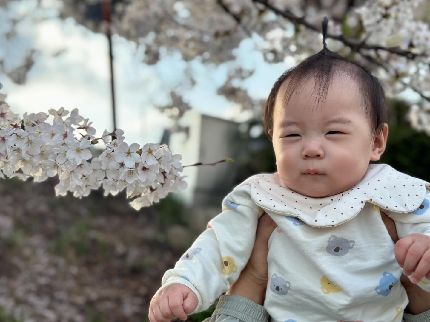 오늘은 엄마빠랑 벚꽃보러 갔다왔찌요🌸