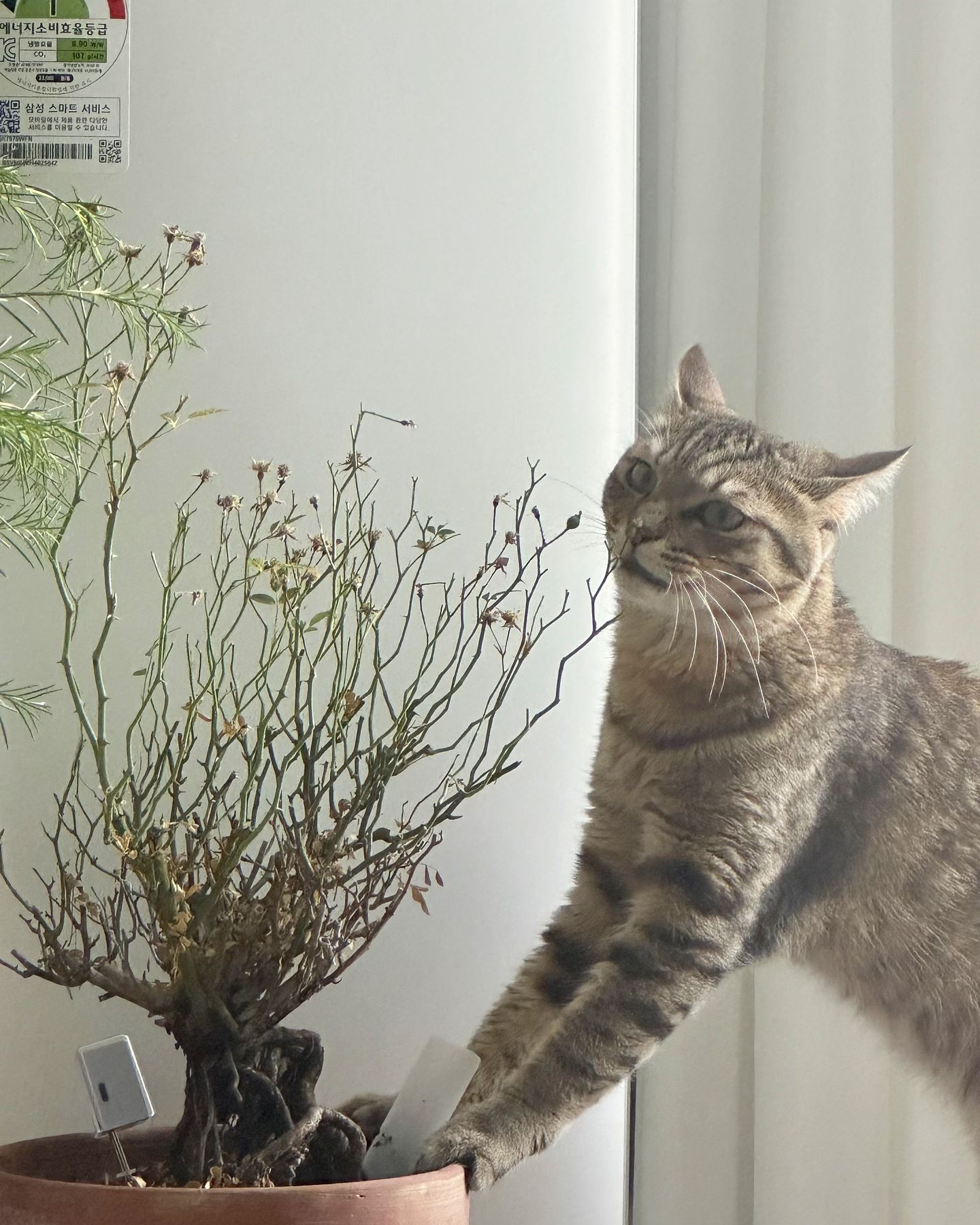 내식물들좀 놔줄래????????

#채식주의자 #냥이#고양이#고양이일상
