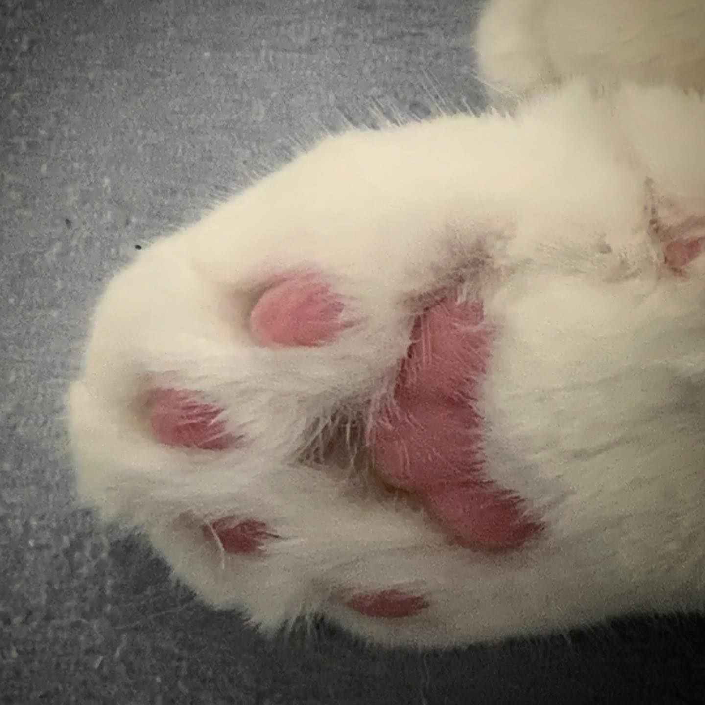 肉球🥹🐾໊
