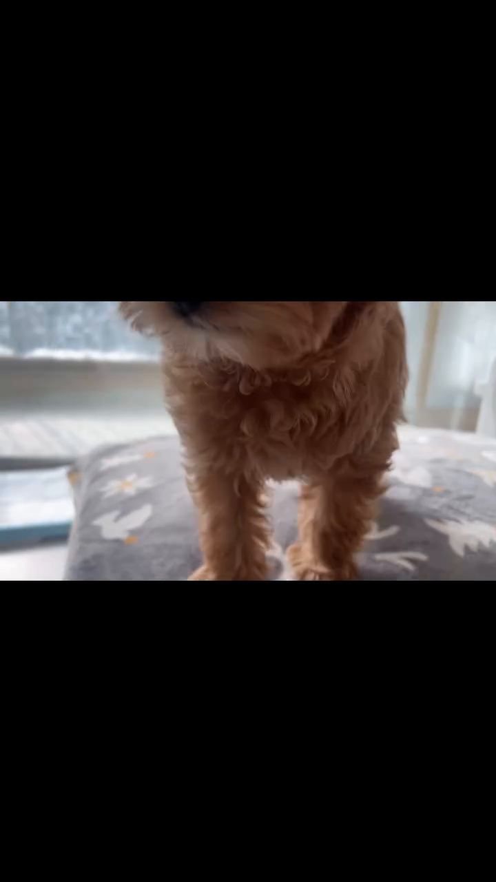 눈 내리는 날~ 
점심먹고 복희랑🐶
