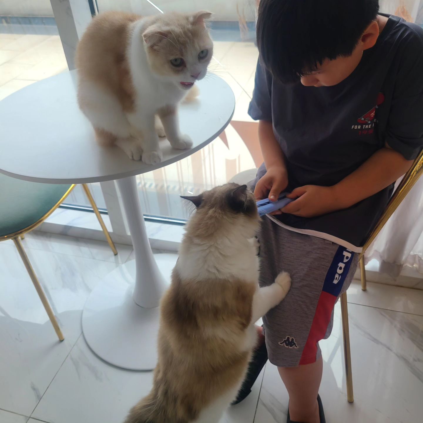 사장님이 넘 친절한 캣카페. 
애정을 가지고 애들도 잘돌보신것 같고 소품들도 귀엽고 예쁘고 ~~