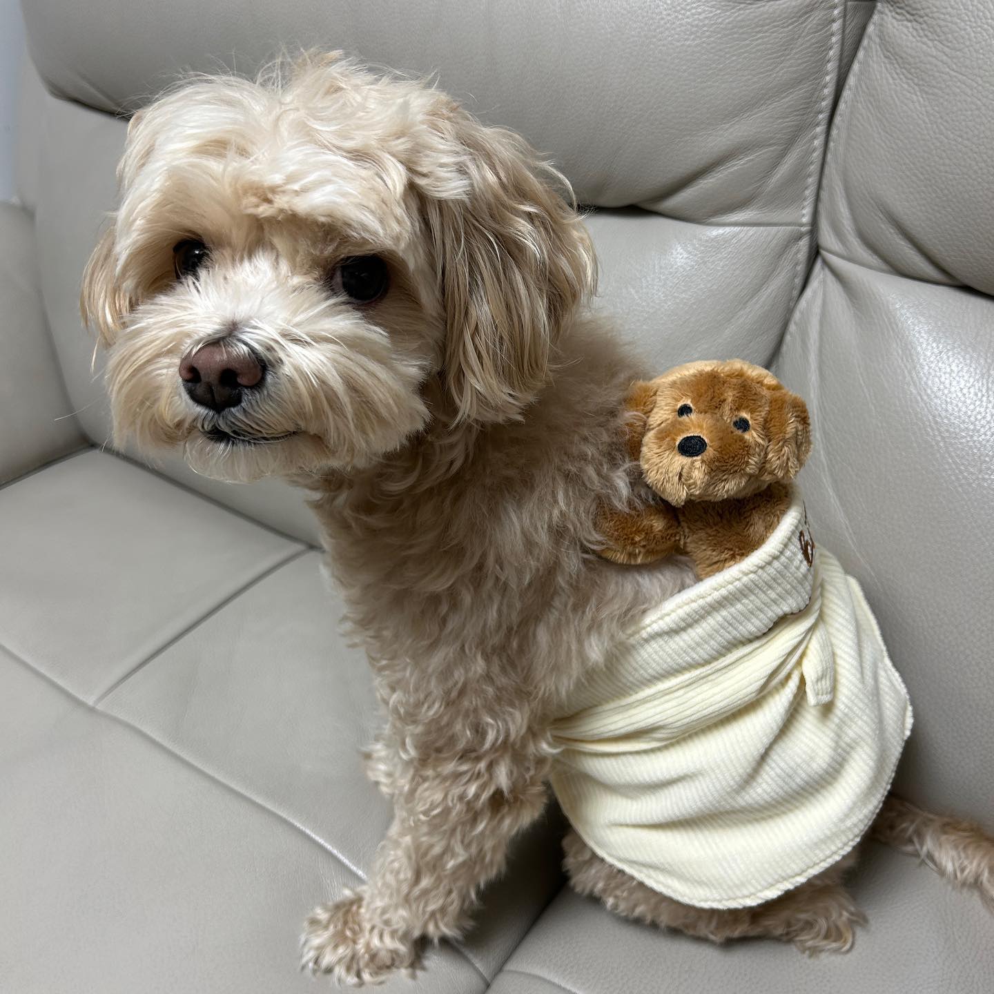 마요 동생 된장이에요 😙
귀여운건 정말 힐링이된다