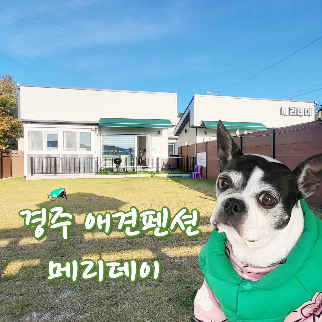 #메리데이애견펜션 
천북에 위치한 #경주애견펜션

그런뎅.
요즘 개호강하는 우리개 오월이..
표정이 맨날 왜이리 우울상이고..
ㅠㅠ
오빠가 혼내드나

#개오월
