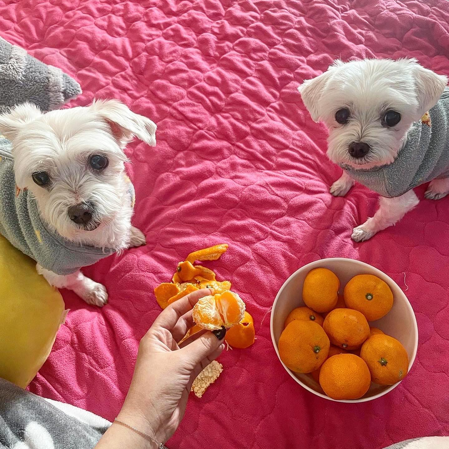 같이 귤까먹는 계절이 왔댕댕🐶🤍🍊
.
.
.
#아망초 #또나 #귤스타그램 #강아지 #말티즈 #노견일상 #귤사랑 #귀여워