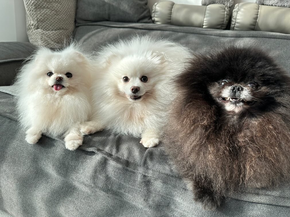 #20240424#오늘의삼꼬맹이#햇살
목욕한 뽀얀 마요❤️ 누렁이된 가지❤️ 꼬질한 표정부자 쿠마🖤