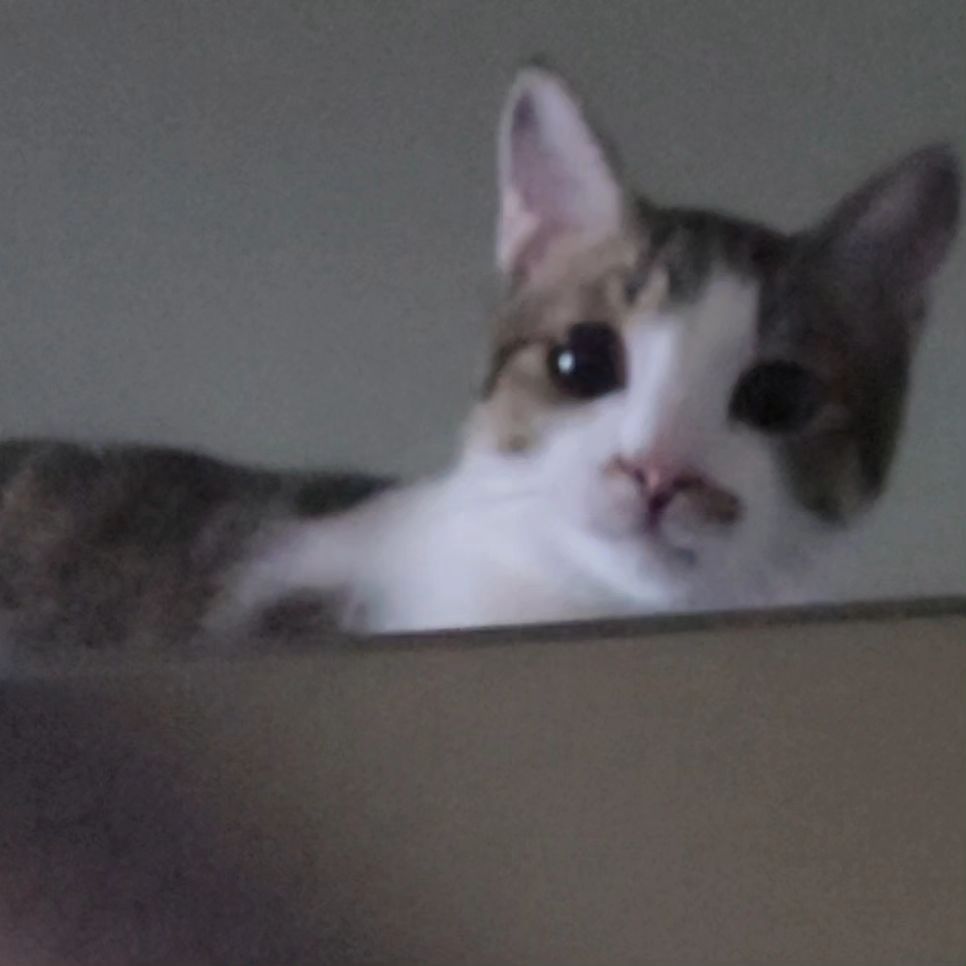 겨울 한 숨 🐈💨
김봄이 털찌는계절 

#겨울 #요즘잘자쿨냥이