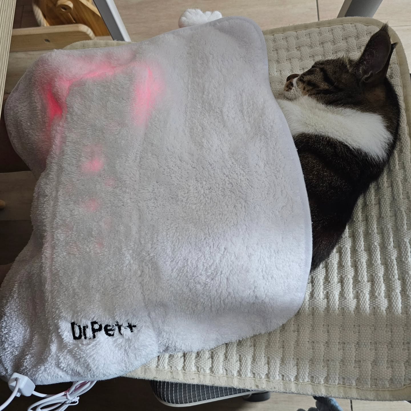 무릎위에서도 #펫큐어레이 #관리는중요하니까