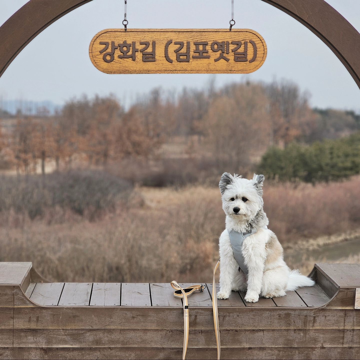 오랜만에 우리의 집으로 온 김에 신나게 먼지가 평소 좋아하던 곳들을 들러봤어요〰️ 진짜 김포는 강아지와 산책하기 좋은 곳으로 공식 지정해야한다.... 어마어마한 규모의 생태공원도 있고 산 둘레길에다가 도심에 인도폭이 4미터는 되는 듯ㅋㅋㅋㅋㅋ 남은 건 반려인 친화적인 정책 등인데....🤔