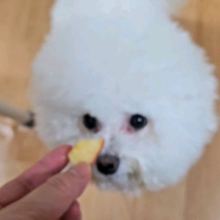 세리의 사과먹방🍎🍎