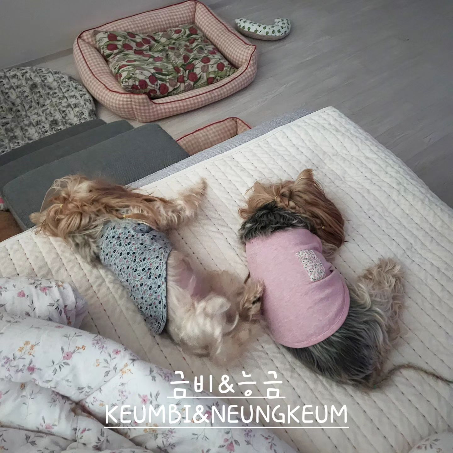 잠꾸러기들 🐶😄😍❤️

.

Thank you for your heart and comments 😊
.
#KEUMBI #NEUNGKEUM #금비 #능금 #멍스타그램 #요크셔테리어 #yorkiegram #우아금비 #깜찍능금 #instadog #내공주님들♥#요키는사랑입니다❤️ #황금개_금비랑능금이 #금능이네 #김해강아지 #yorkiesofinstagram #yorkielife #yorkshireterrier