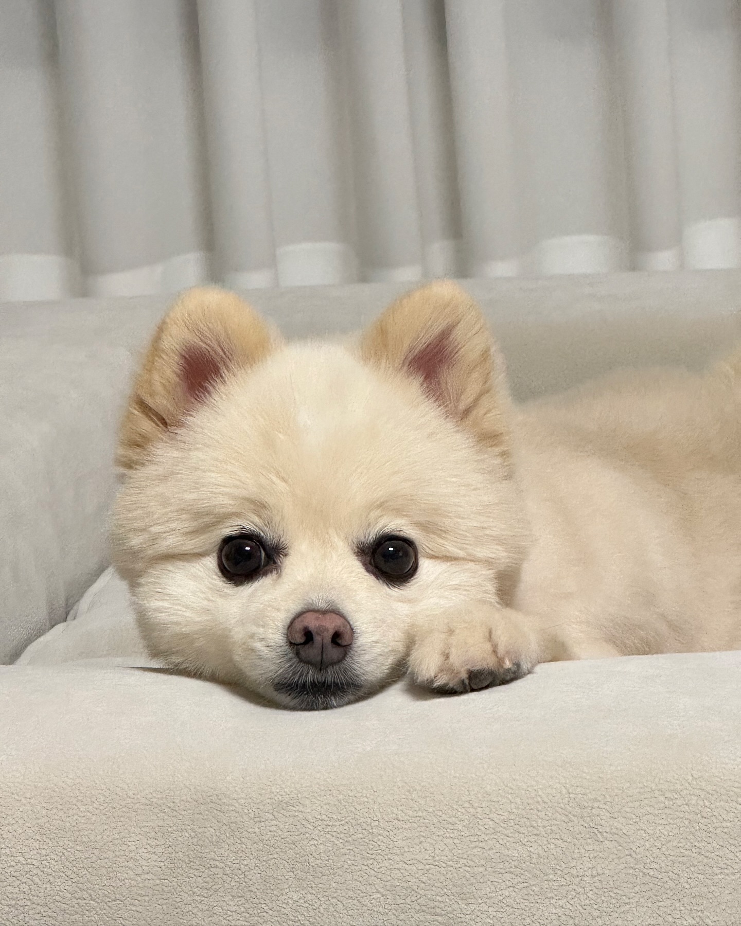 쇼파랑 한몸인 모찌 🐻‍❄️