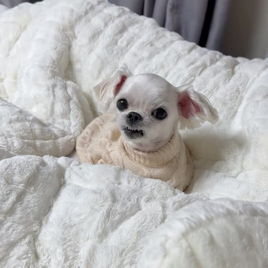 콩이 입안에 있는 쌀알좀 보고 가실라우?🐶

#maltese #말티즈 #dog #말티즈그램 #댕댕이그램 #강아지