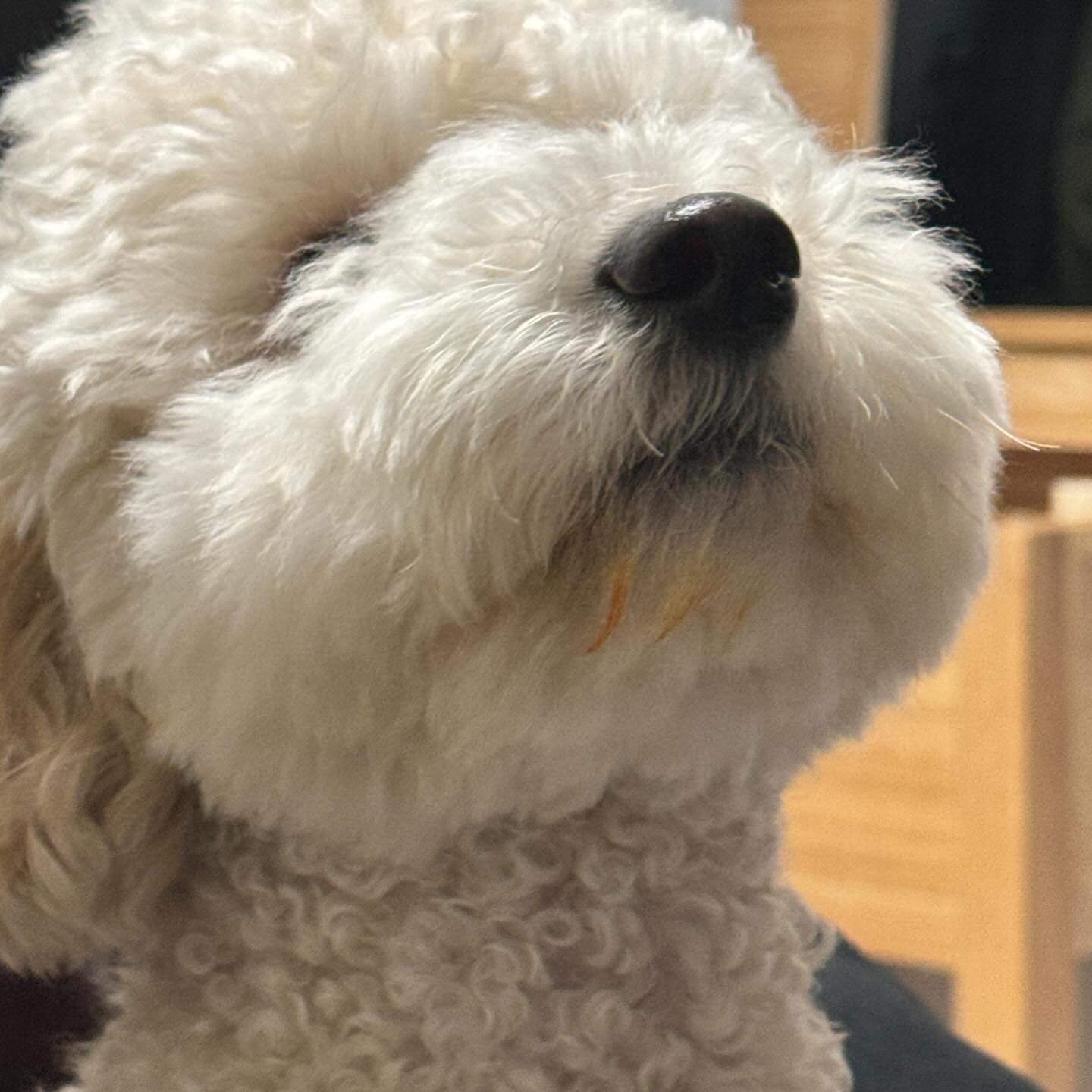 엄마 떡볶이 뺏어먹었다개.. 
요고 맛있는데? 🐷