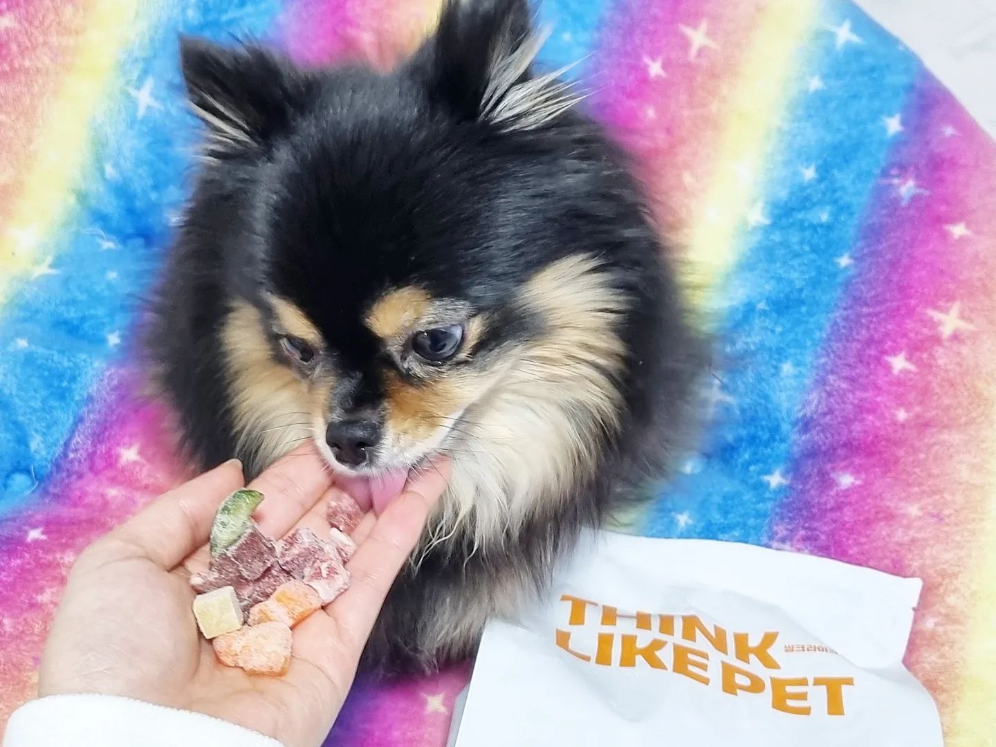 #할인구매 thinklikepet #씽크라이크펫 #큐브생식

우리 둘째 딸이자 #반려견 리리의 크리스마스 선물로 준비한 큐브생식 개봉하지마자 원물 그대로 신선한 재료를 사용했다는게 눈에 보여 안심되었는데
생식이라 보관도 냉동에 보관하라고 하더라구요.

자기꺼라는걸 알아채고는 리리의 반응이 난리나서 진정시키려고 하나꺼내 건내주니
녹지도 않았는데 냄새한번 맡아보고 한입 맛보더니 더 난리가 났는데요. 손에서 살짝 녹으니 침까지 흘리더라구요!
크리스마스선물 대성공~♡

냉장고에서 꺼내는걸 알고 큐브생식 달라고 냉장고 앞에서 애교부리기까지하는 무척 마음에 들었나봐요 ㅎㅎ
저도 손 열기로 살짝 녹여주는데 손에 비린내&잡내가 없는거보니 확실히 신선한듯하여 계속 안심해서 줄 수 있고요.

평소 강아지 생식을 급여해주셨던 분들은 아시겠지만 생식은 골로루 챙겨주려면 비용도 손도 많이가는데 
냉동실에 보관했다 급여하니 편하고 비용이 완전 저렴한건 아니지만 이것저것 생식재료를 구매했을때와 비교하면 가격면에서도 나쁘지 않은듯 했어요.

자주는 못사주겠지만 한번식 보양식 선물로 챙겨줘도 좋을것 같아요♡

#봉지째와르르 #강아지생식 #강아지자연식 #강아지보양식 #강아지사료 #노령견사료 #반려견간식 #휴먼그레이드 #휴먼그레이드사료 #강아지영양식 #신상품나왔을땐 #08L #댕댕이간식 #댕이생식 #반려견선물 #댕댕이보양