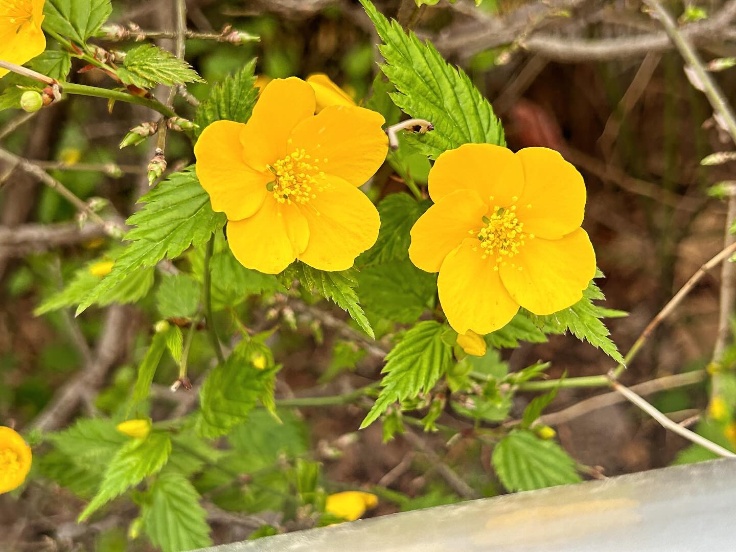 봄의 시작. 이번 해에는 내 인생의 새로운 시작의 신호 같아. 🌸