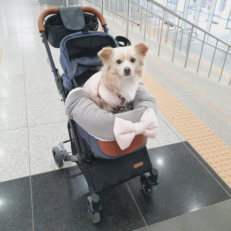 강아지 물티슈 푸치마켓 이지티슈 산책 후 발닦기 편하네~