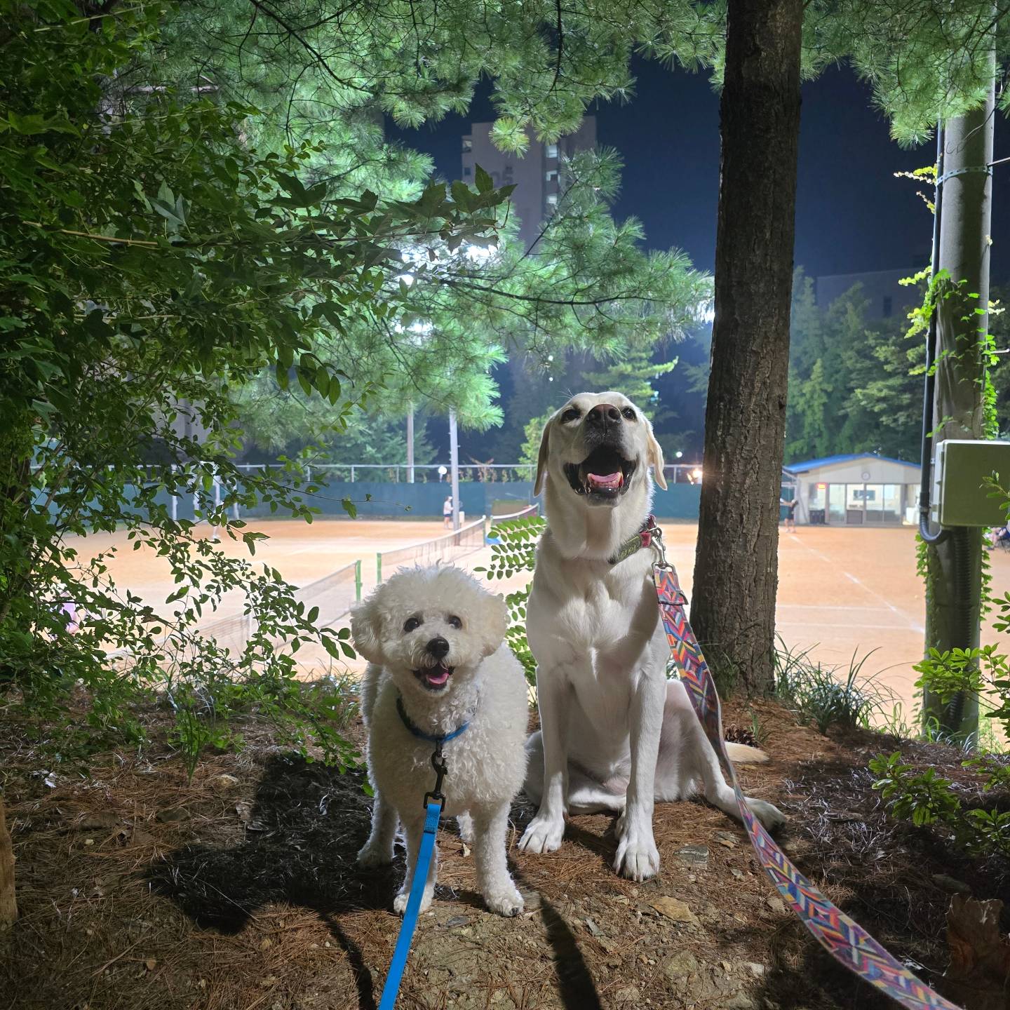 2024.9.8 호빵이 저녁 산책일지😍

♡설이 호빵♡

토리❤️ 다같이 배🍋 들고 집으로 귀가~~

잘먹을게용🩵🩵

#hobbang_world #호빵월드 #송호빵💕 #양🐑 #저녁산책🌙 #산책일지🐾
#그룹산책🐕 #동네한바퀴산책 #펫핑 #양천구반려견순찰대

hi.petping