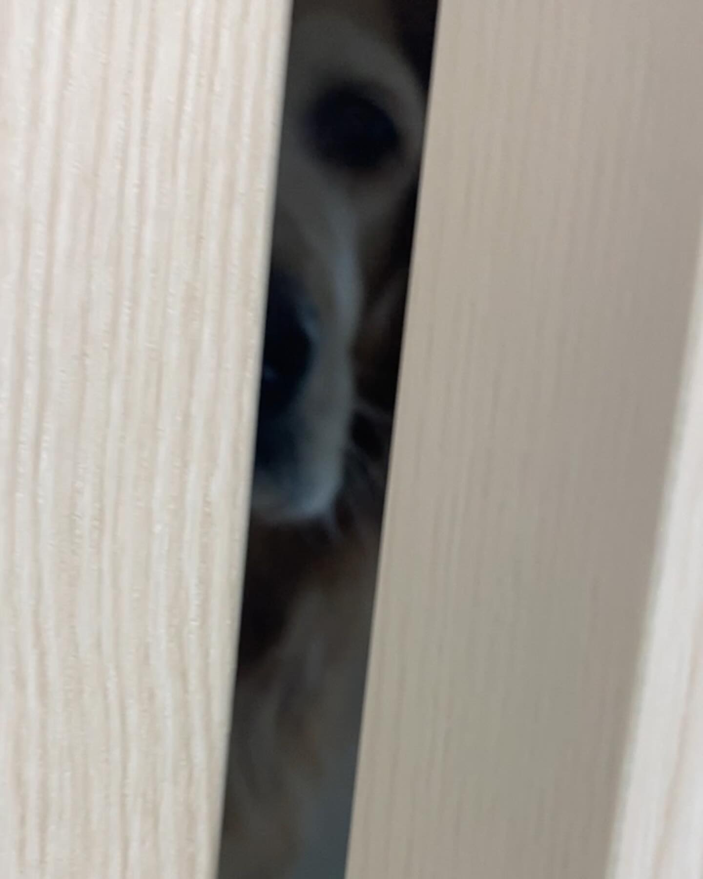 우리집에서 누군가 나를 지켜보고 있다..
😱
ㅋㅋㅋㅋㅋㅋ
#집착러 #리트리버