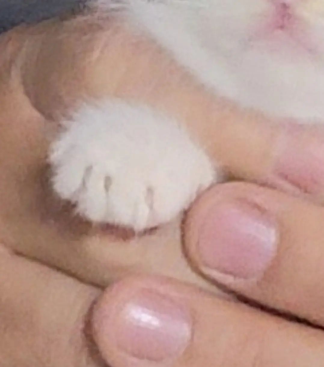 하찮은 김봄 발 🐈🐾

#우리집고양이 #츄르를좋아해 #하찮은 #김봄 #고양이발  #좋반 #좋아요반사