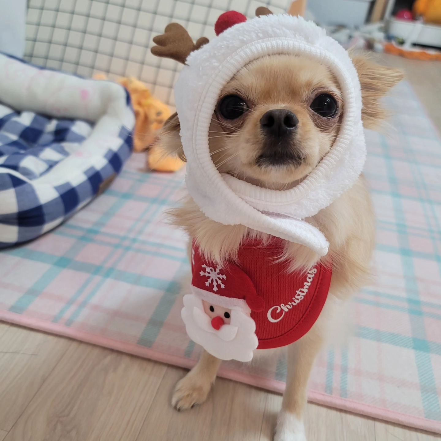ᴍᴇʀʀʏ ᴄʜʀɪsᴛᴍᴀs🎄💗
루돌프 모노 🦌🐶