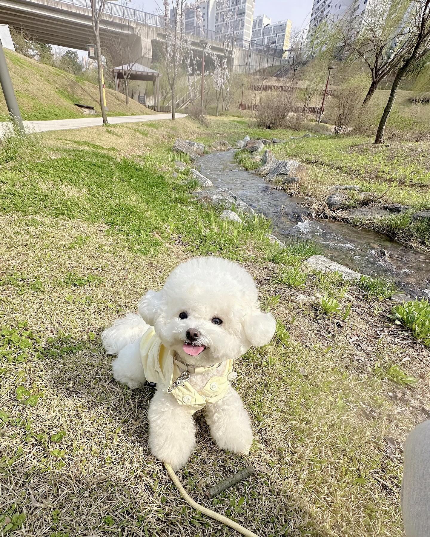 오늘은 집 앞 산책🤍
날씨가 너무 좋아서 물멍도 때렷찌☺
산책 다녀와서 목욕까지 클리어🛁🫧