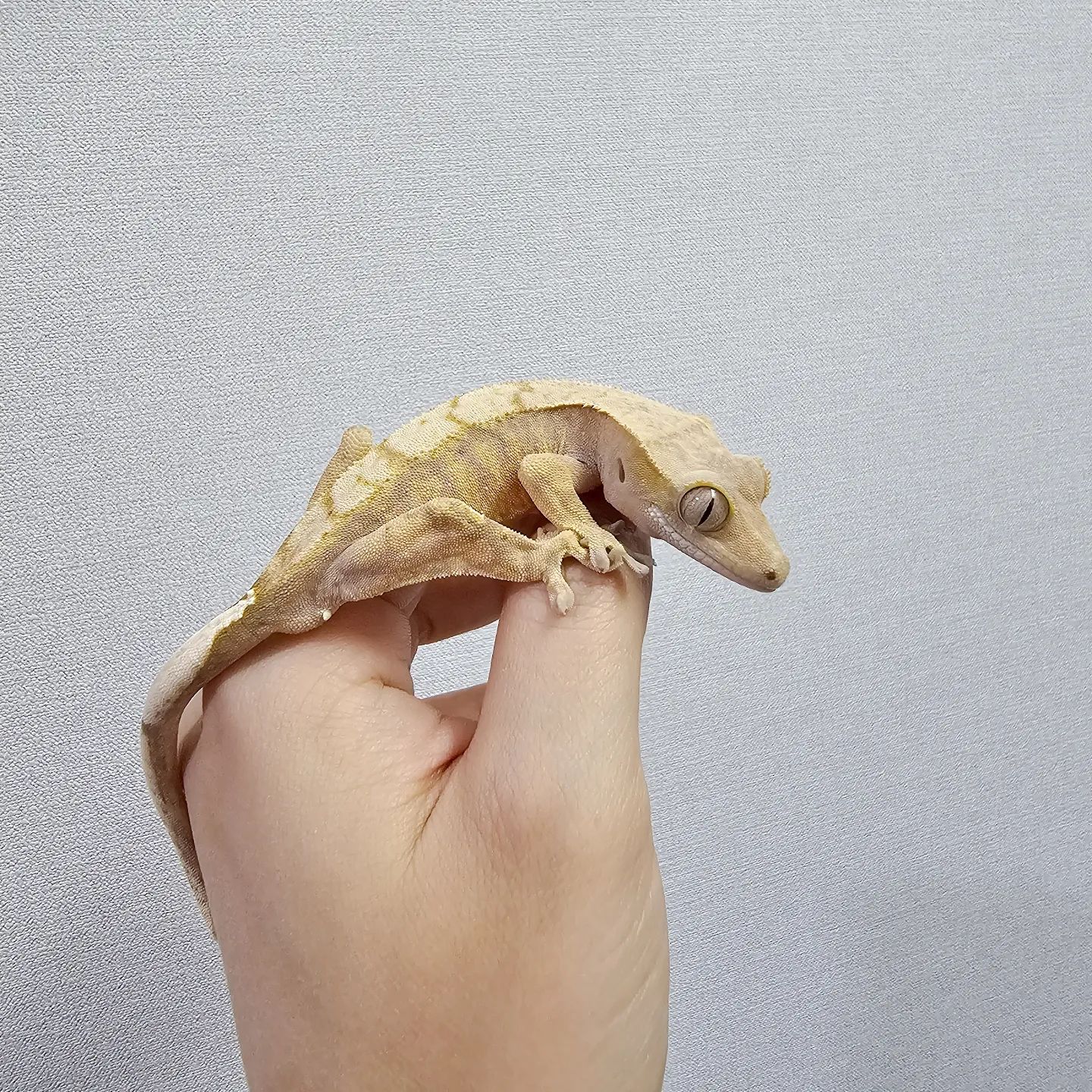 우재.승아 열감기 6일째😮‍💨
⠀⠀⠀⠀⠀⠀⠀⠀⠀⠀⠀⠀⠀⠀⠀⠀⠀
승아는 정상 체온으로 근접해졌는데
우재는 아직 고열임에도 불구하고
이와중에 꿈틀이 건강검진 가야된다고 해서
곤충박물관 다녀옴.
⠀⠀⠀⠀⠀⠀⠀⠀⠀⠀⠀⠀⠀⠀⠀⠀⠀
검진만하고 바로 집 오려고 했으나😅
복뜽아 성화에 못 이겨 크레 한마리 더 데려왔ㄷ...
⠀⠀⠀⠀⠀⠀⠀⠀⠀⠀⠀⠀⠀⠀⠀⠀⠀
뜽아가 초코를 좋아한다고 이름은 초코🦎
생후 3개월 애기라 너무 작다ㅜㅜ 귀여워🥹
꿈틀이도 아직 작은데
초코랑 비교하니 왕도마뱀 같아짐ㅋㅋㅋ
⠀⠀⠀⠀⠀⠀⠀⠀⠀⠀⠀⠀⠀⠀⠀⠀⠀
#꿈틀이건강이상무 #몸무게는15g #수컷크레
#크레스티드게코 #도마뱀 #크레집사