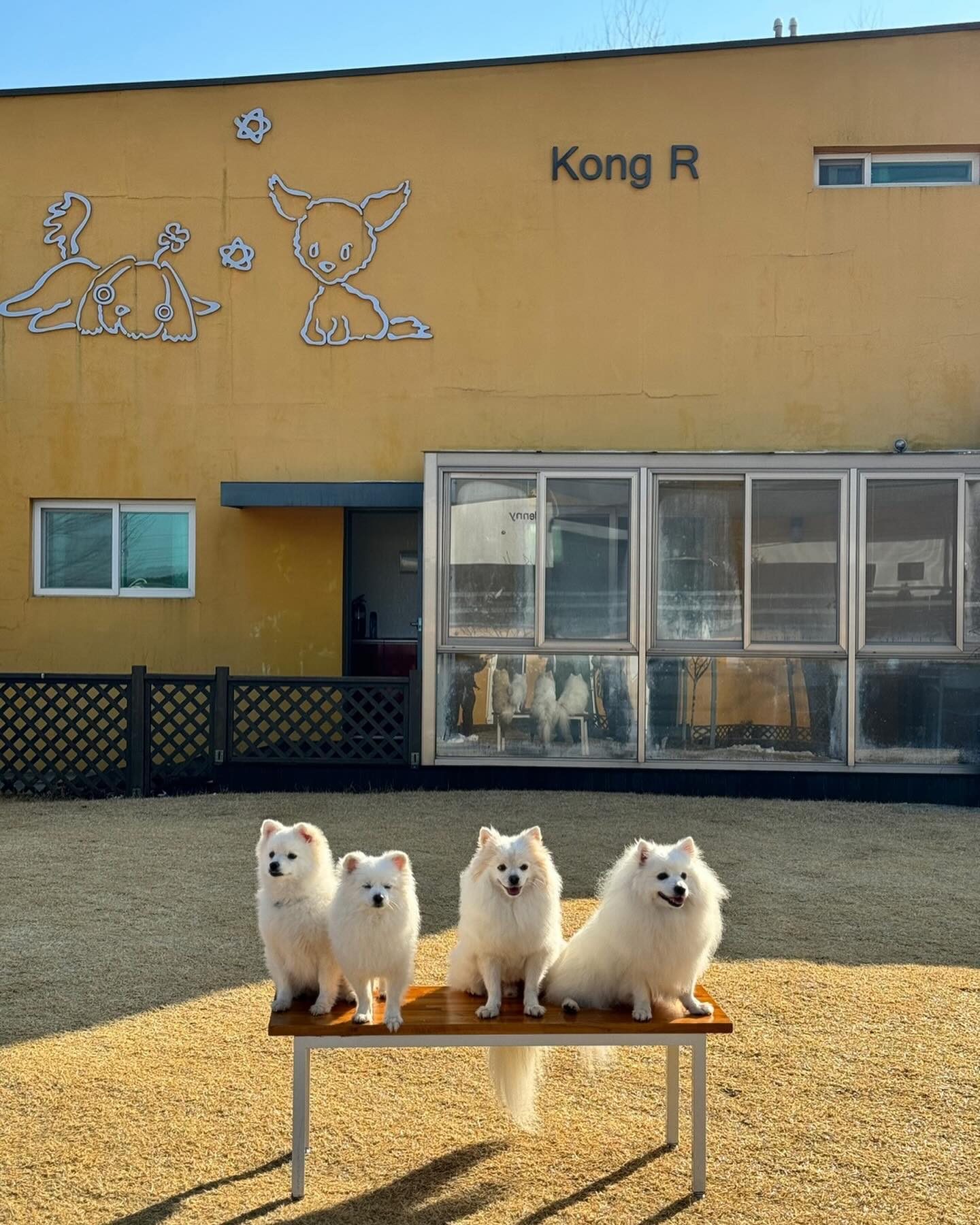 📆 2024.1.19
🏠 콩알펜션
🐶 망고, 봄, 밤톨, 설, 토리