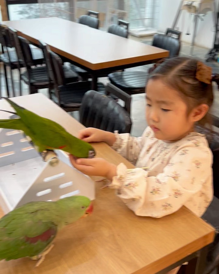 .
오랜만에 리프패럿 방문했어요:) 🦜
먹이 먹기에 적극적이였던 앵무새들 ㅎㅎ 
잠시 먹이 내려놨다가 다 뺏김이요 ㅋㅋ .
여긴 물왕저수지 바로 옆에 있는 리프패럿 목감점였는데
거북이도 있고 뱀도 있더라고요 ㅎㅎ .
.
리프패럿은 앵무새 분양도 하고 있는데 
잠시 키워봐? 생각하고 가격도 물어봤었는데 
앵무새 키우는 친구네서 말이 너무 많은 앵무새는 
밤에도 짹짹 한다는 말에 ㅋㅋㅋ 바로 포기 😆🤣 .
.
연서가 이제 사진도 너무 잘 찍어주어 한장씩 남길 수가 있네요
확실히 아빠보다 실력 좋은거 같아 좋으다❤️ .
.
.
#리프패럿 #시흥리프패럿 #리프패럿시흥목감점 #리프패럿목감점