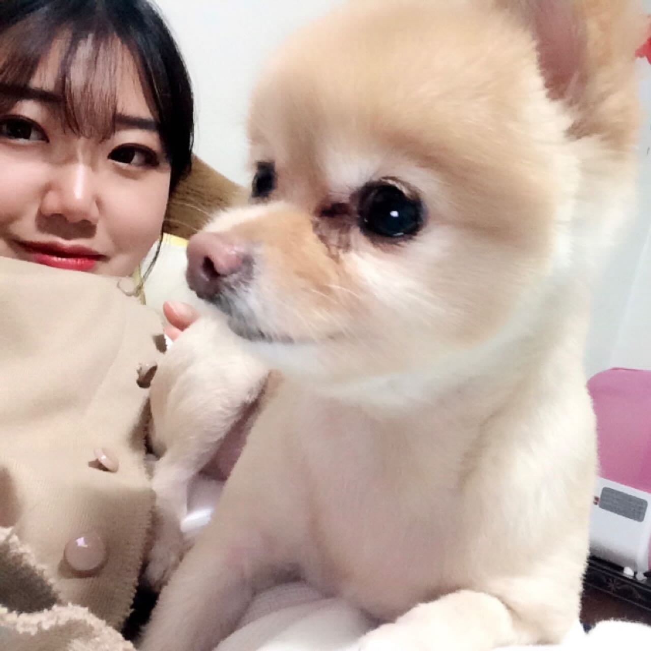 🤍나의사랑 우리집 막내 김나나🤍
나나야 너는 우리에게 너무나 큰 축복이고 사랑이야!
처음 나나가 우리집에 왔을때 언니랑 나랑 서로 나나 안아보겠다고 투닥 거리다 나나가 떨어져서 다리가 부러졌었는데
언니들때문에 오자마자 큰 수술하고 힘들게 해서 미안해

그런데도 나나는 너무 잘 커주고 너무 오래오래 우리 곁에서 함께 해줬어! 항상 아프지 않고 나나가 자다가 편안하게 별이 되어 주면 좋겠다 했는데 우리 나나 역시 효녀야!

그치만 나나야 언니는 아직 너가 좀더 우리 옆에 있어줬으면했는데 그건 내 욕심이겠지? 17년동안 우리 가족이랑 함께 해줘서 너무너무 고마웠어
나나 너에게 내가 해준게 너무 없어서 지금 돌아보니 너무 후회가되더라.. 한번 더 안아주고 한번 더 사랑한다 해줄걸
맛있는것도 많이 주고 많이 사줄걸.. 못난 언니를용서해줘

우리나나 거기서는 아프지말고 열심히 예쁜 꽃밭만 뛰어다니자!!
가끔 꿈에 한번씩 나타나줘서 언니랑 같이 놀아주다가 가야해 알겠지!? 우리나나 진짜 너무너무 고맙고 사랑해!!🤍