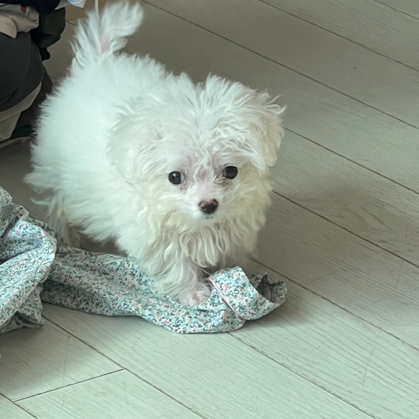 은채 동생 고로니
2-3개월 추정 , 590g , 수컷🐶
말티숑🤍🤍🤍🤍🤍