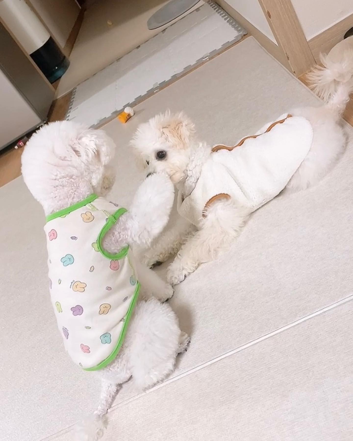 🔥사탕이 열시간 만에 파양됐습니다 🔥

🎉❤️사탕이 축 입양❤️🎉
다들 관심 가져 주시고 궁금해 해주셔서 소식을 전합니다 !!
사탕이는 qltydfnel
루디네 둘째 공주로 입양 갔습니다 !!! 
사탕이를 위해 저번주부터 한걸음에 직접 보러 와주시고 
소중한 가족으로 맞이해 주셔서 
루디 이모에게 정말 정말 감사드립니다 💜 
그리고 사탕이 구조 후 여러 고마운 이모들이 정말 많이
도와주셔서 정말 온마음 다해 감사했습니다 !!!🙇🏻‍♀️
견생역전 !!!! 우리 사탕이 사랑 많이 받고 행복해야해
사탕아 사랑해 사랑해 
이제 자다가 화장실 가고 싶어도 눈 마주칠까봐 조용히 안가도 되고 우리 사탕이 우다다다 보지도 못하고…..
단기하숙생 방뺀날 시원섭섭하다!!!! 잘살아 아가공주!!!❤️💛

#강아지 #견생역전 #단기하숙생 #잘가 💗 #사지말고입양하세요 #유기견 #유기견입양 #펫샵반대 #펫샵금지