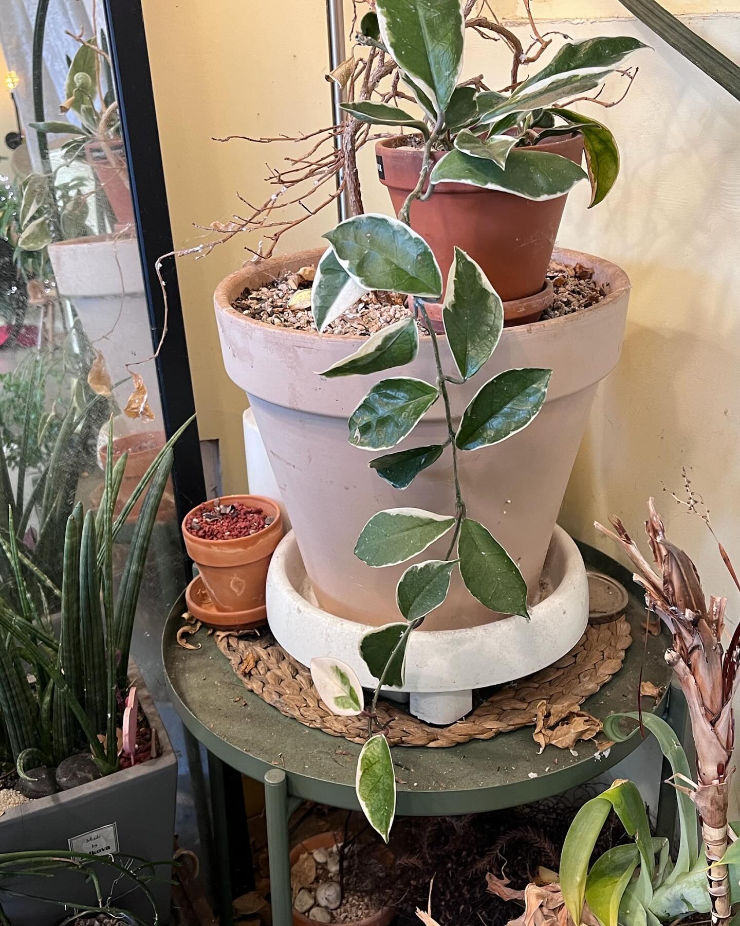 🌱