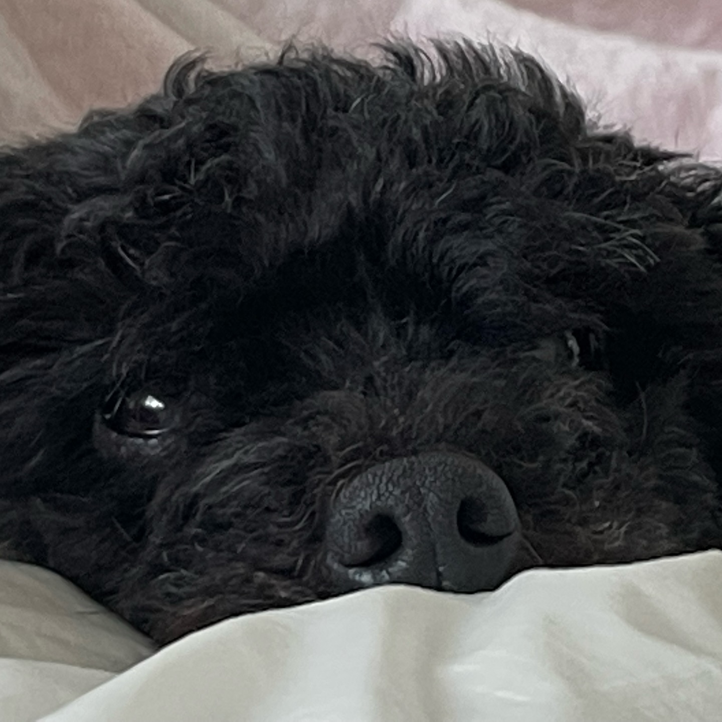 콘텐츠