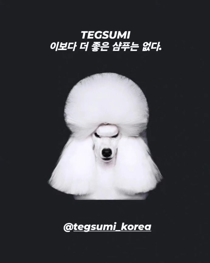 🚨전국을 강타한 "테구스미" 샴푸 
 오로지 "최고의제품"으로만  승부합니다

"자존심" 하나로 앞을 향해 여러분께  걸어가겠습니다.

🚨현 강아지 샴푸 전체 13000여개 이상중 
  2개월만에 "_3위_"등극 (네이버순위)

  tegsumi_korea

#테구스미#TEGSUMI#천연실크100%샴푸#tesgumi_korea
#tegusmiシャンプー#3in1샴푸#자신감#알러지아토피샴푸