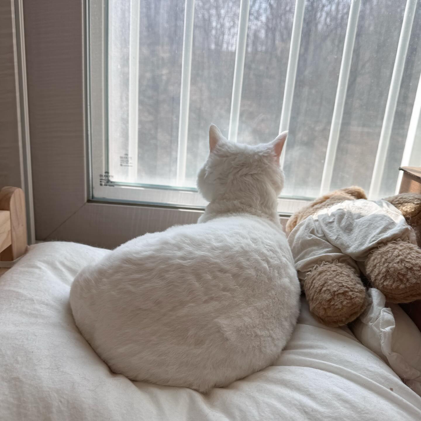 아침에 일어나서 둘둘이를 찾아보니
자기침대에서 창밖구경하는중😻

너무귀여워❤️😺❤️

#고양이그램 #고양이일상 #집사힐링 #냥팔환영❣️